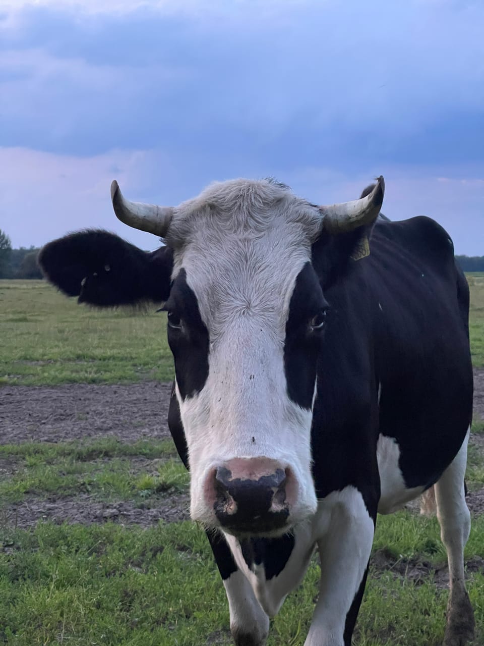 Cooking Chinese Food on a Farm Near Zwolle（含中文）